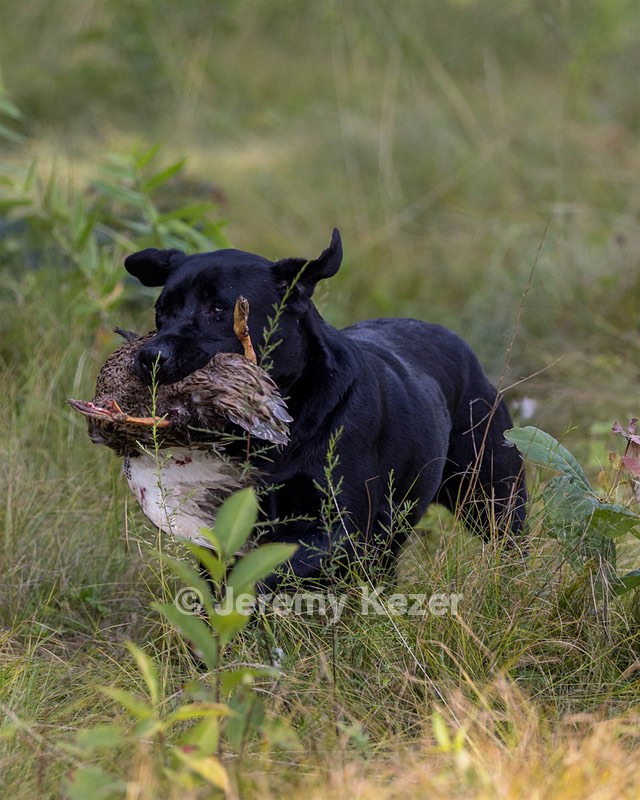 Sapphire Horn