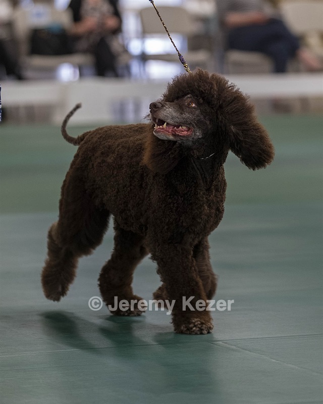 36 - GCH ARROYO'S BEGIN THE BEGUINE AX OAJ NF (Porter)