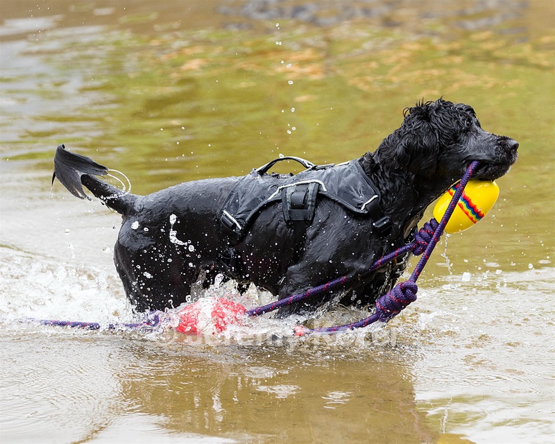 Bell