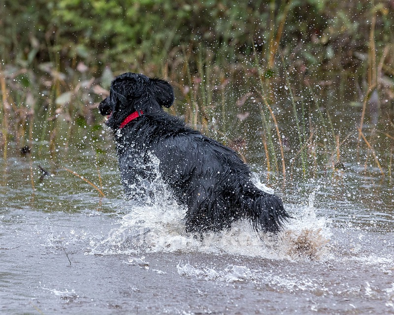 Cooper Westcot