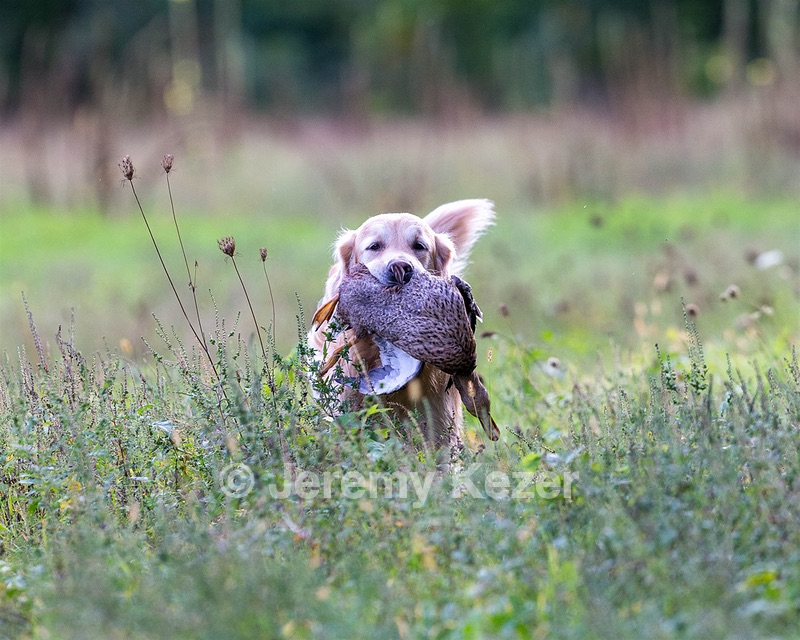 Ghillie Deresienska