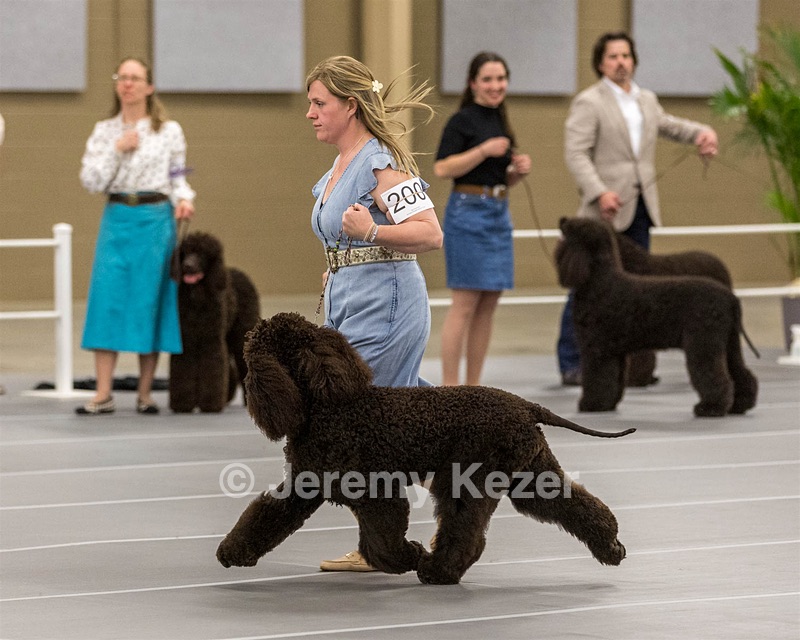 200 - GCH CH Poole’s Ide By Design