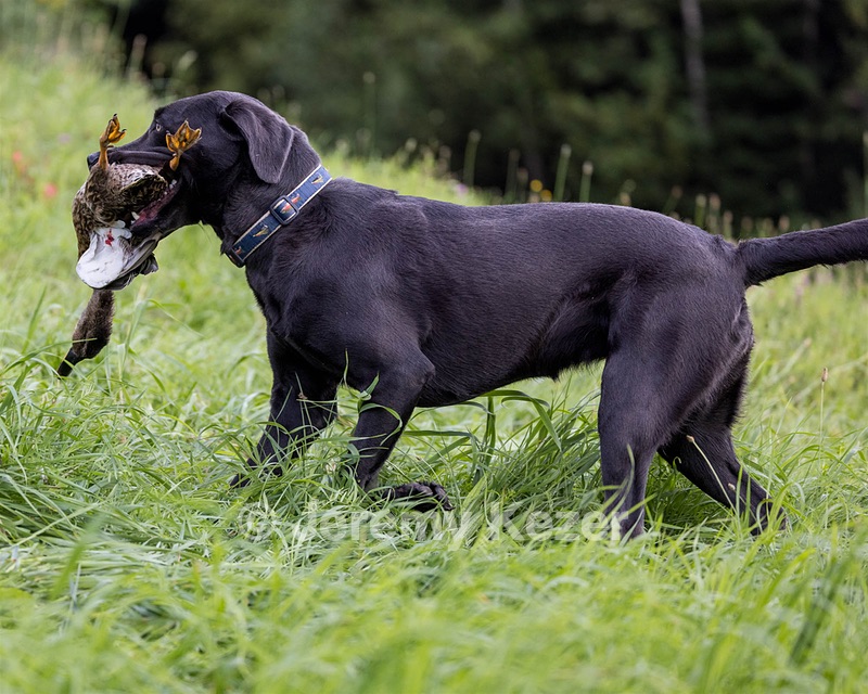 Jesse Longstreet