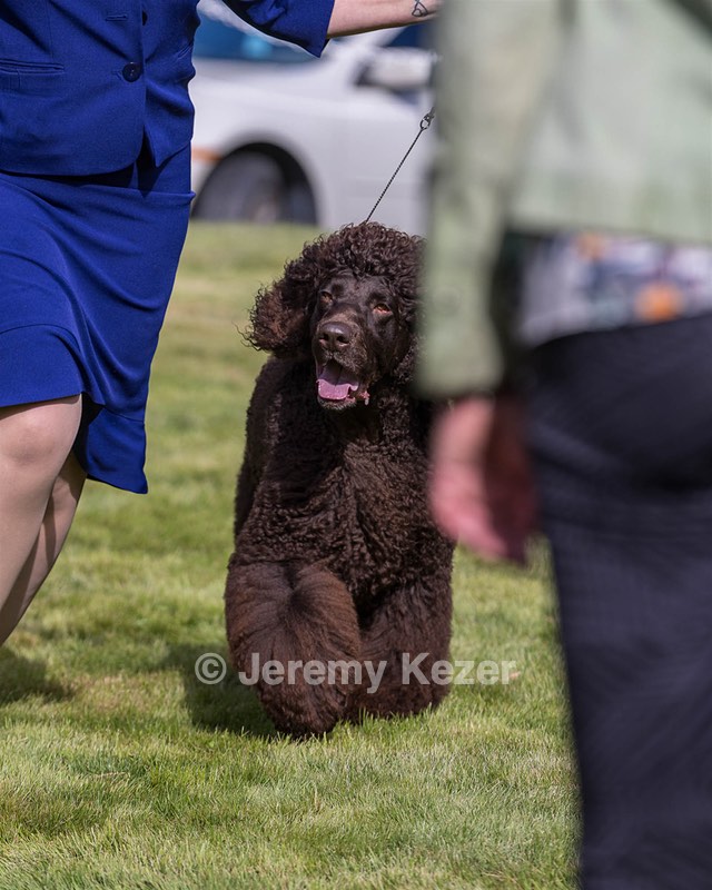 17 - GCH CH FLINTCREST FIVE STAR GENERAL (Grant)