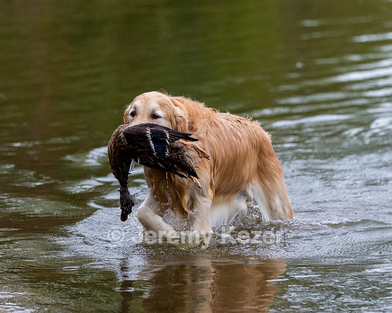 Ghillie