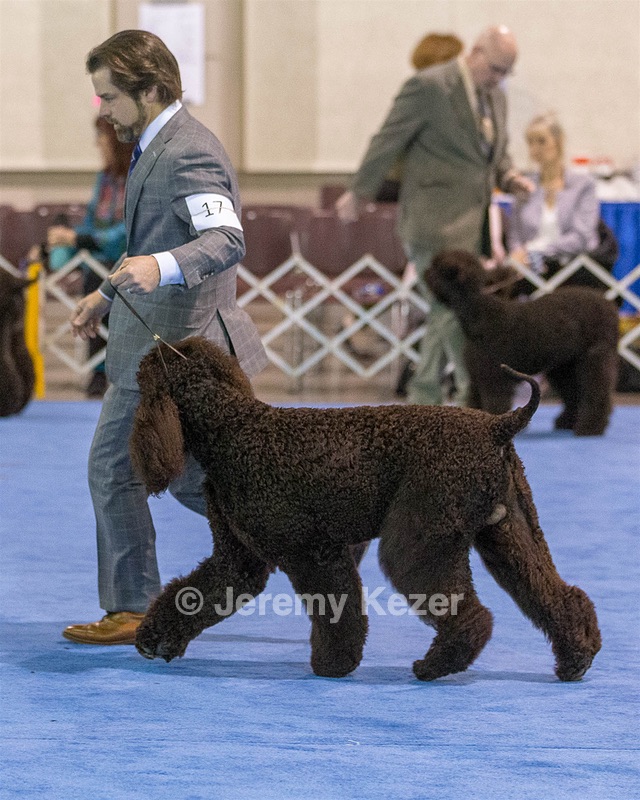 17 - GCH CH Quiet Storm My Boy's Wicked Smart  CGCA TKA (Bayes)