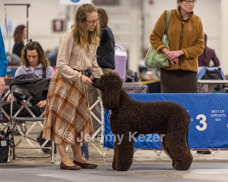 12 - GCH EPIK'S IN OMNIA PARATUS CGC ATT BCAT (Myna)
