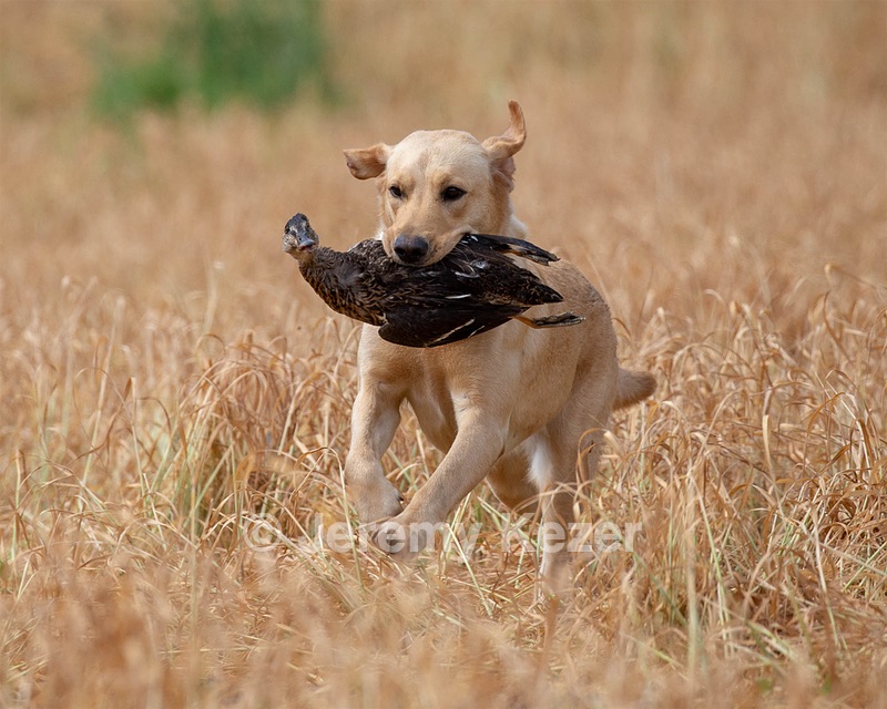 Ketch Carpenter