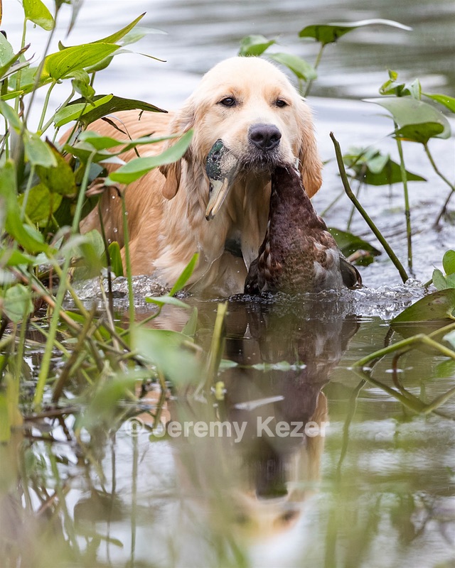 Dusty
