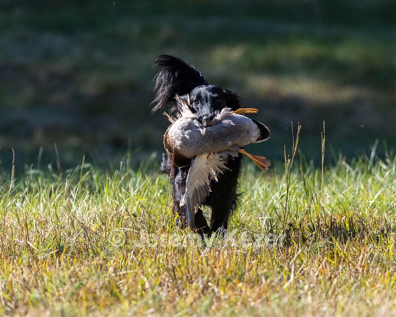 Dolly Partridge