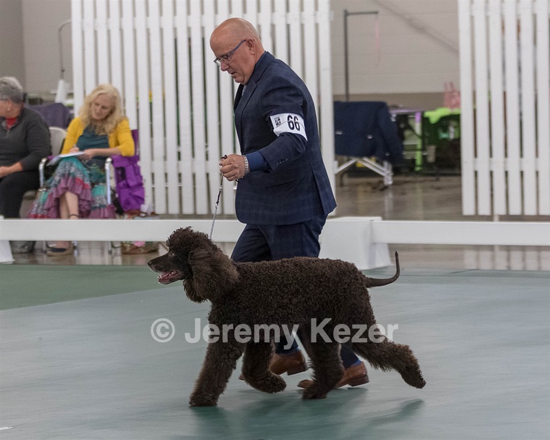 66 - GCH CH BLACKTHORN'S KEEVA CROMPTON AX AXJ XF RN CGC (Keeva)
