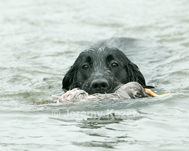 Splash