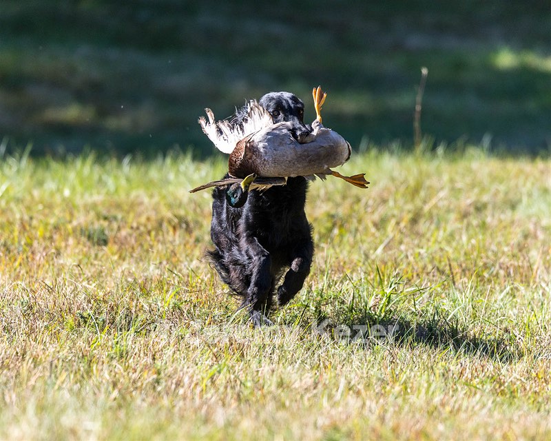 Dolly Partridge