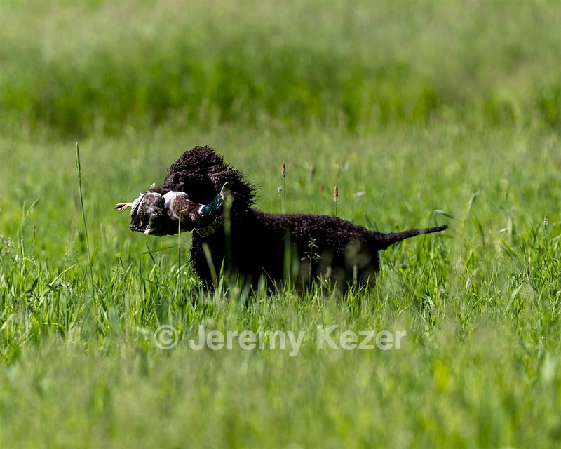 Ghillie Kezer