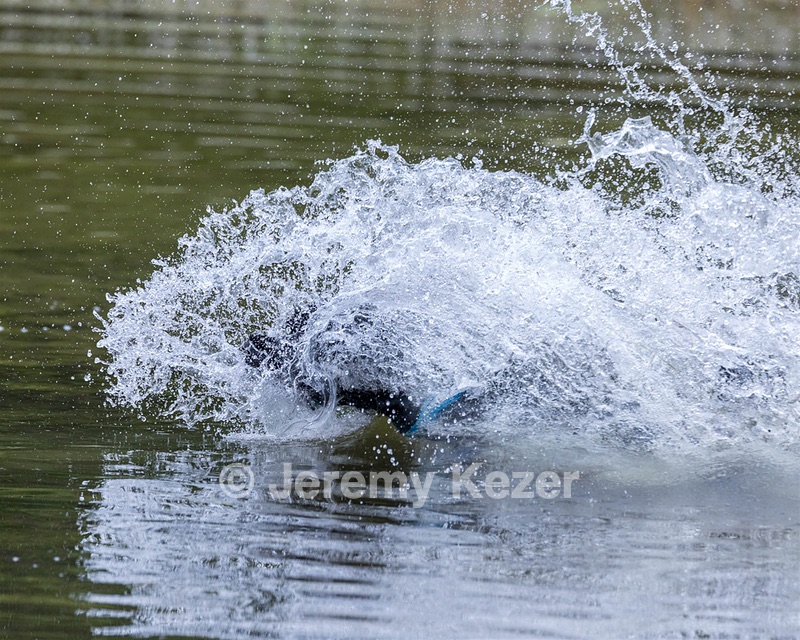 Roo Sestini
