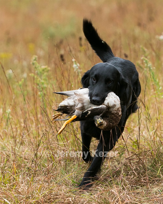 Quinn
