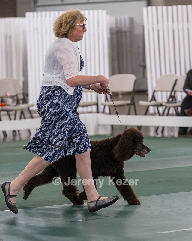 36 - GCH ARROYO'S BEGIN THE BEGUINE AX OAJ NF (Porter)