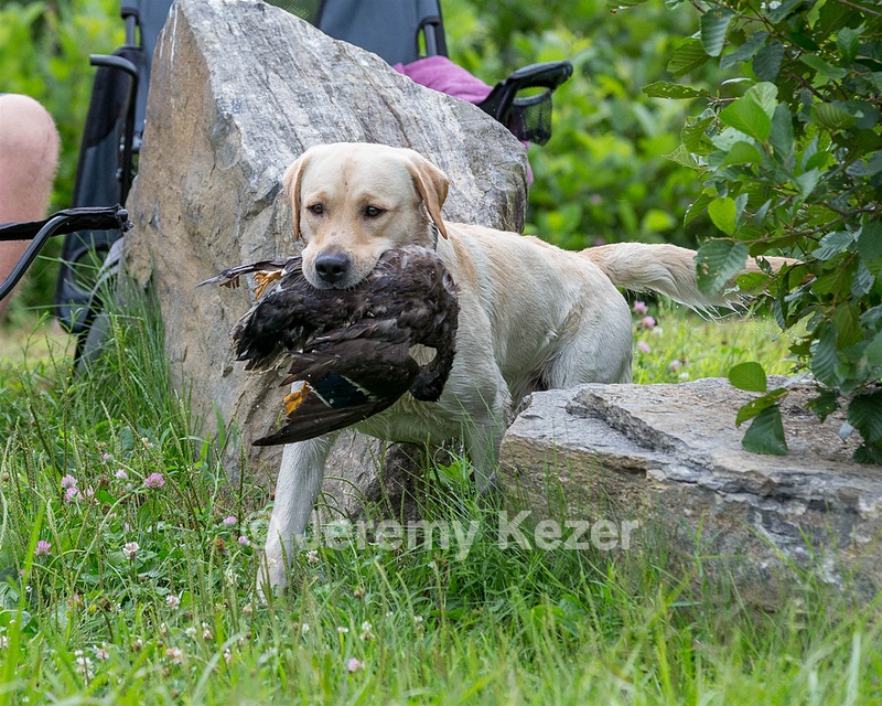 KODA Hess