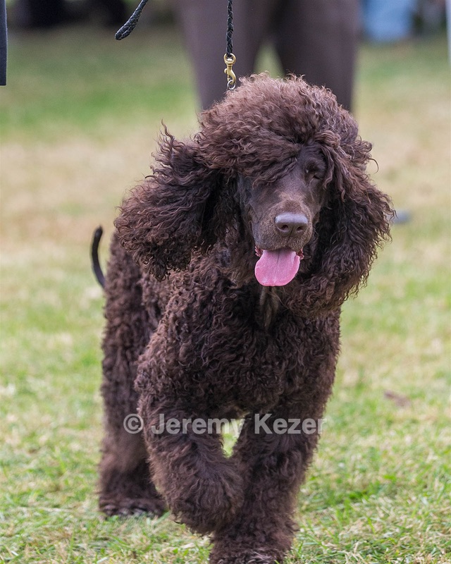 06 - CASTLEHILL'S WICKEDLY CUTE JOLENE CGCA TKP RAE B