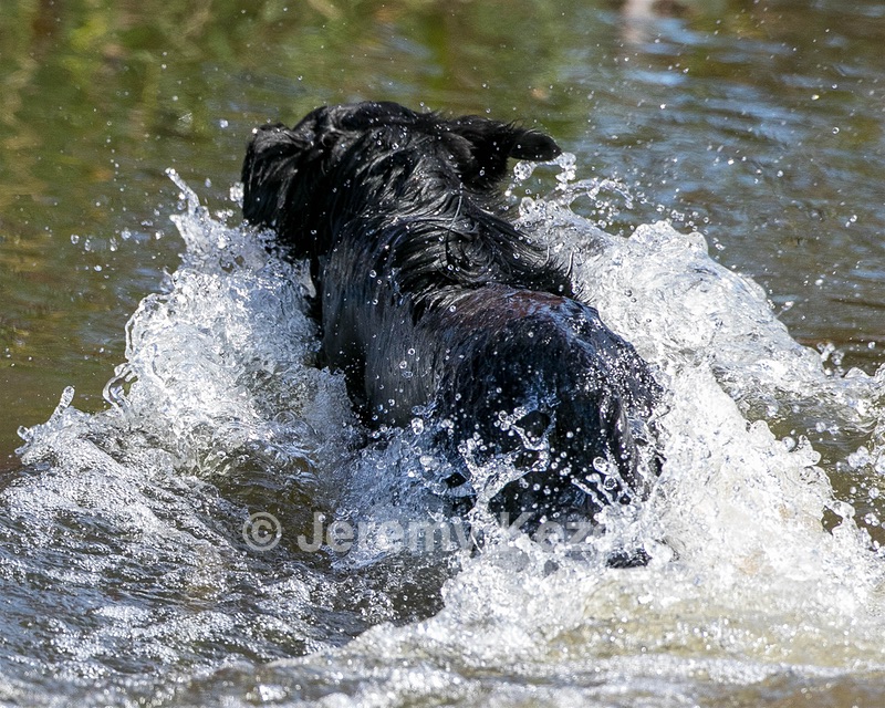 Splash