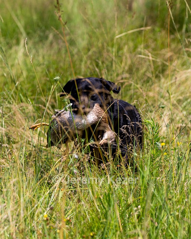 Scout
