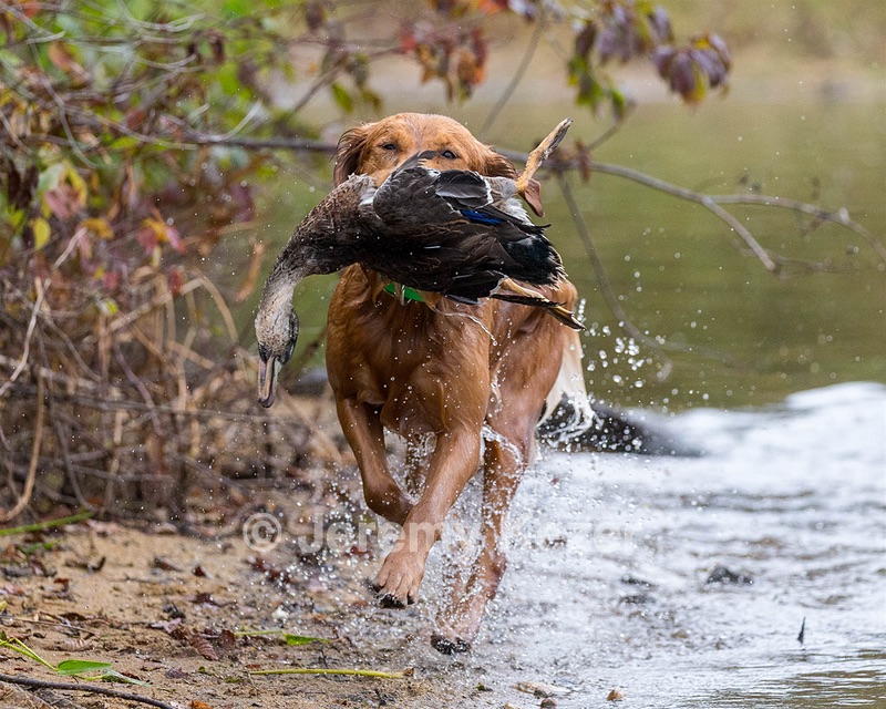 Zoe