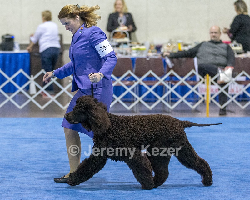 21 - GCHB CH Flintcrest Full Monty (Jonny)