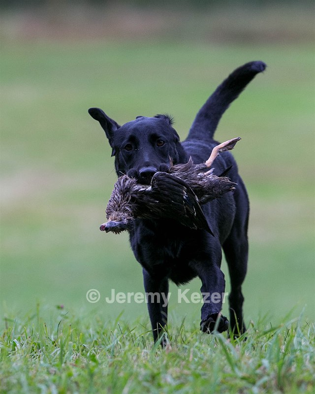 Piper