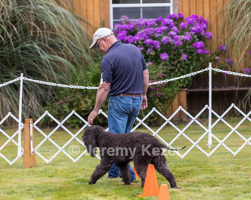 2501 - GCH CH BLACKTHORN'S KEEVA CROMPTON RM AX AXJ XF TKN (Keeva)