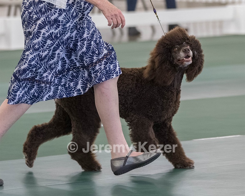 36 - GCH ARROYO'S BEGIN THE BEGUINE AX OAJ NF (Porter)