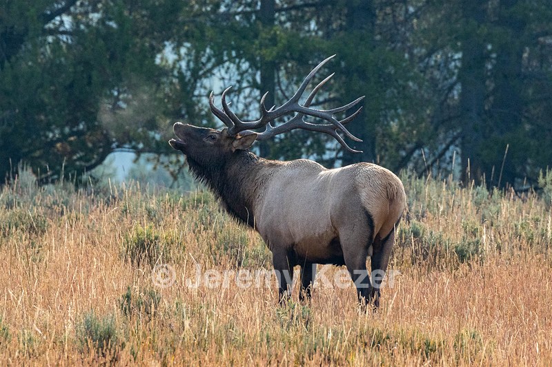 Yellowstone National Park