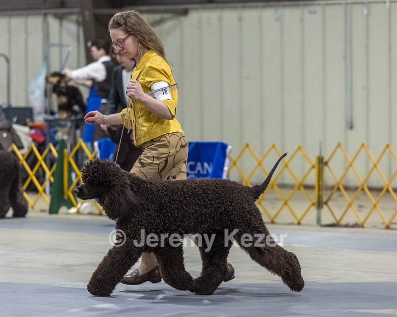 16 - GCH EPIK'S IN OMNIA PARATUS CGC ATT BCAT (Myna)