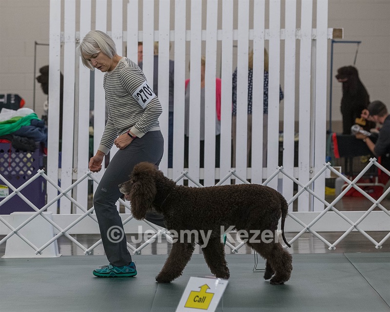 2701 - GCH POOLE'S IDE BONNIE BROOK CD RE CGC (Bonnie)