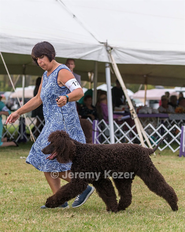 17 - GCH CHANTICO'S SHELTER FROM THE STORM RN XF MX (Reef)