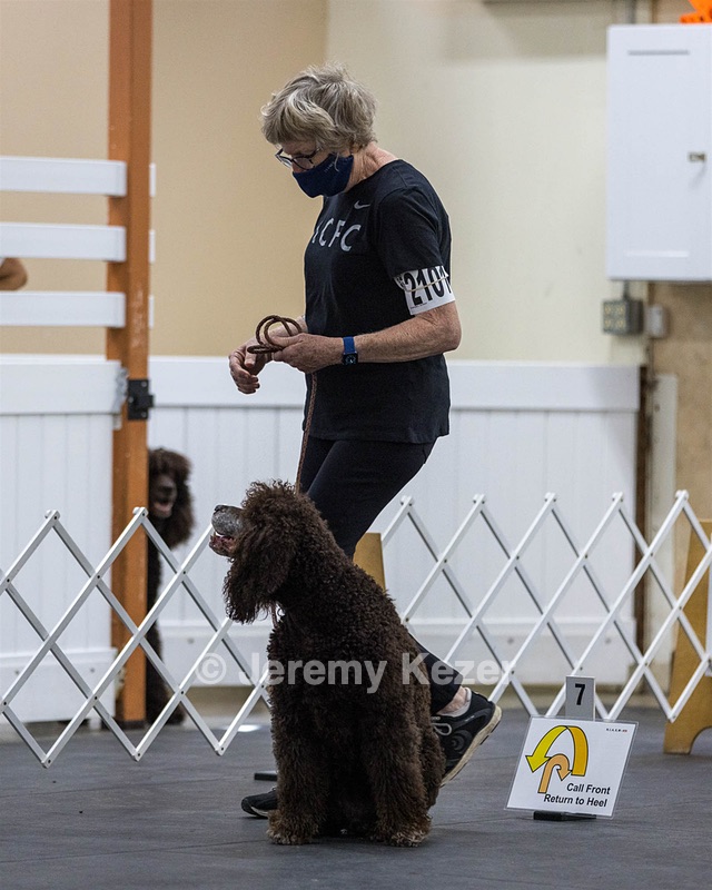 2101 - GCH CH MACH ARROYO'S BEGIN THE BEGUINE MXS MJS MXP MJP MXF T2B2 (Porter)