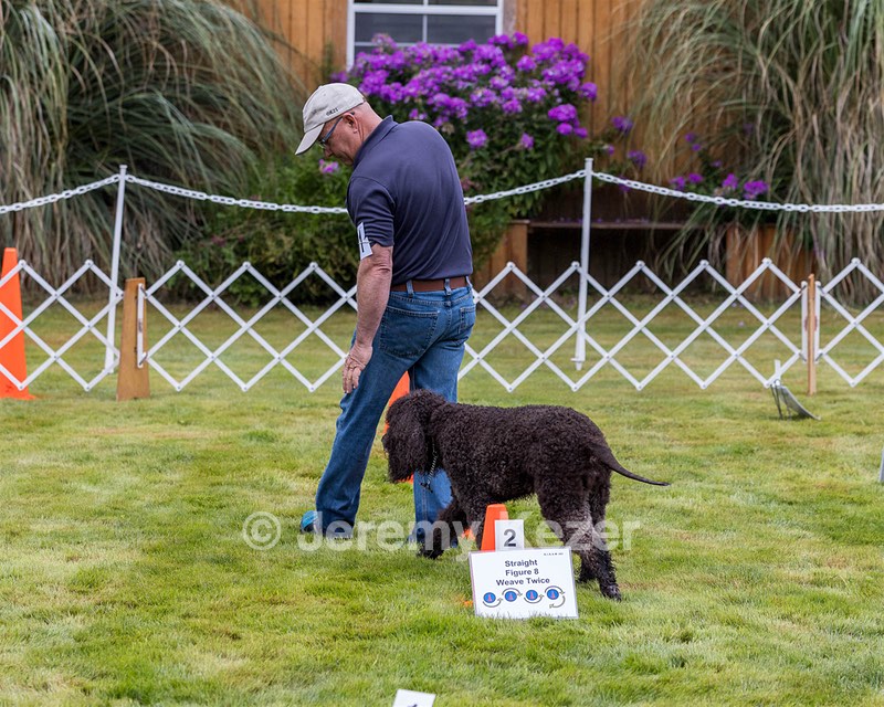 2501 - GCH CH BLACKTHORN'S KEEVA CROMPTON RM AX AXJ XF TKN (Keeva)
