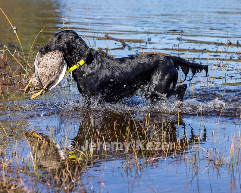 Sage Juza