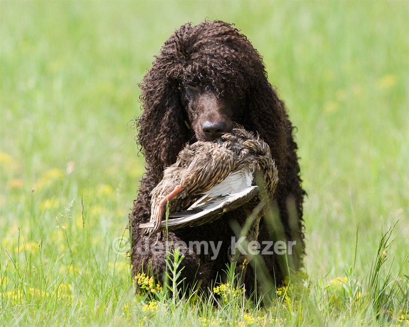 Fiona Kezer