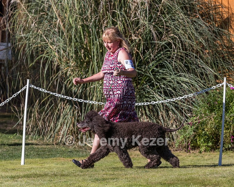 24 - GCH CH BLACKTHORN'S KEEVA CROMPTON RM AX AXJ XF TKN (Keeva)