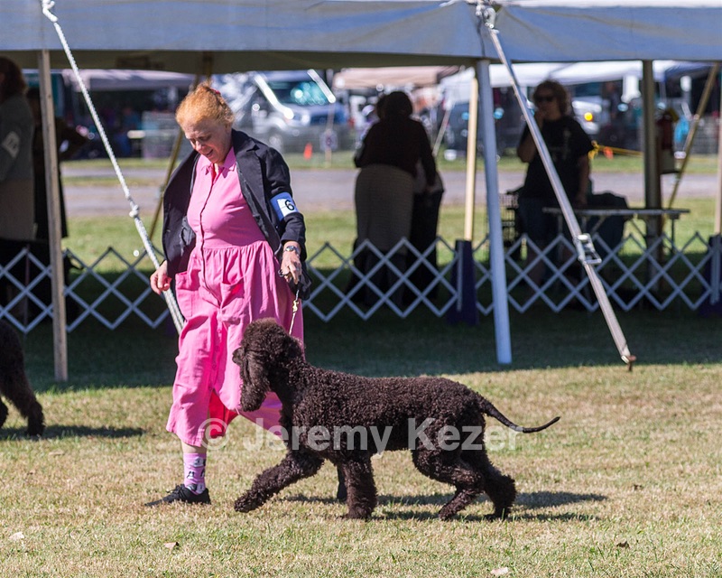 06 - CASTLEHILL'S WICKEDLY CUTE JOLENE CGCA TKP RAE B (Jolene)