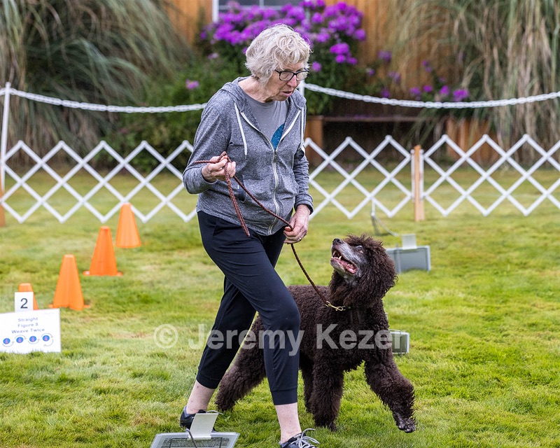 2201 - GCH CH MACH ARROYO'S BEGIN THE BEGUINE MXS MJS MXP MJP MXF T2B2 (Porter)