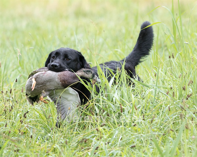 Ranger schuko