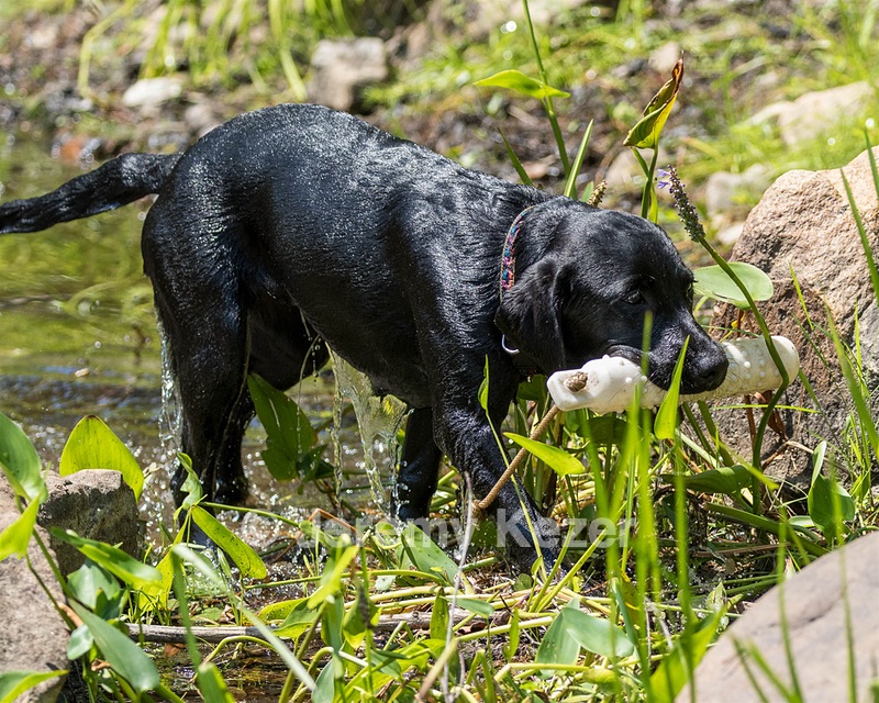 Josie