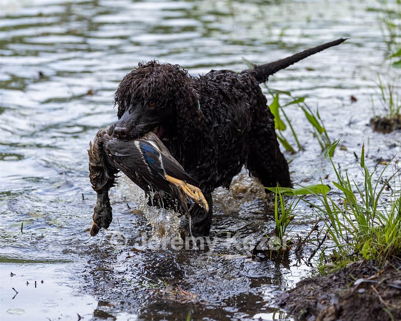 Ghillie Kezer