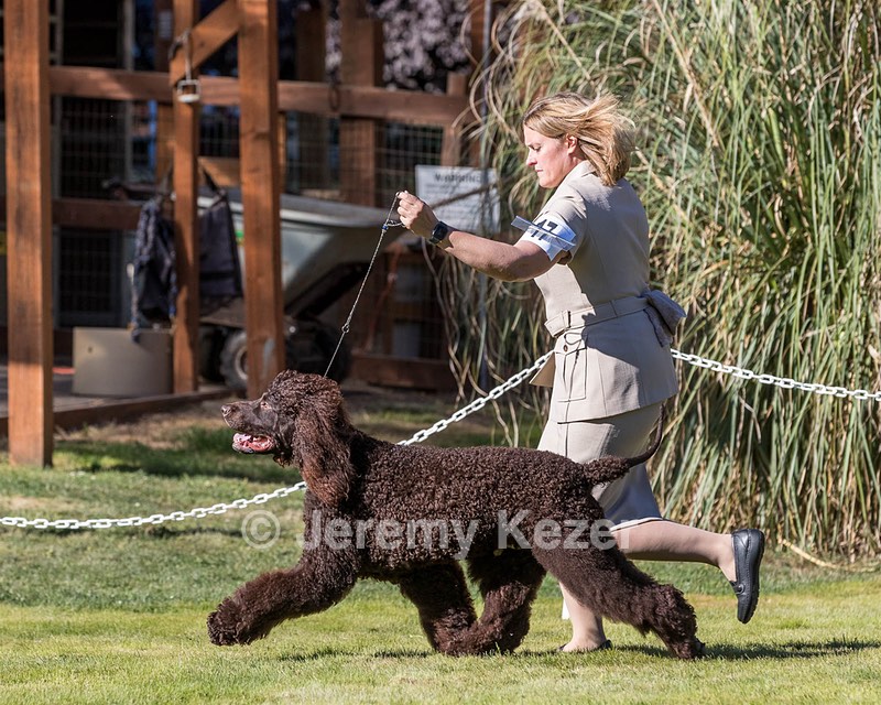 17 - GCH CH FLINTCREST FIVE STAR GENERAL (Grant)