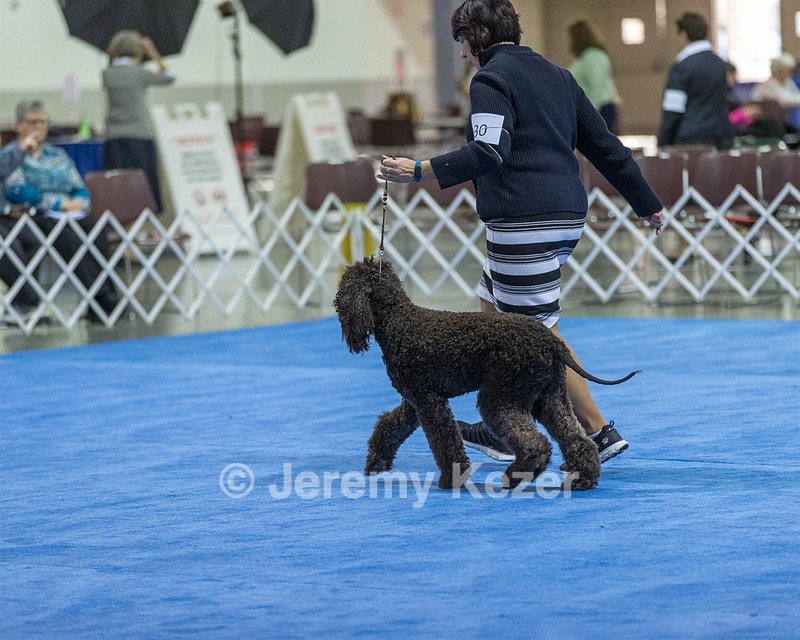 30 - GCH CH Chantico's Spirit In The Surf JH CD RA OA OAJ  NF (Selchie)
