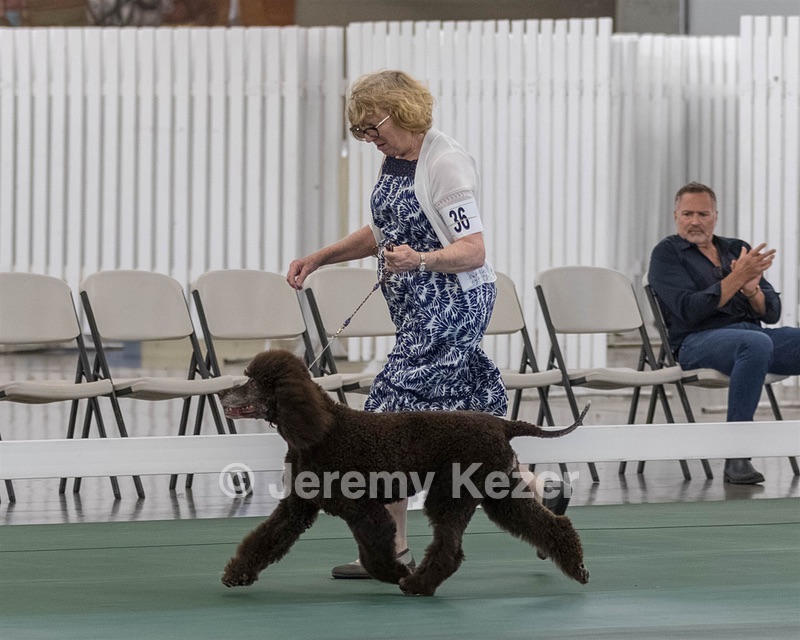 36 - GCH ARROYO'S BEGIN THE BEGUINE AX OAJ NF (Porter)
