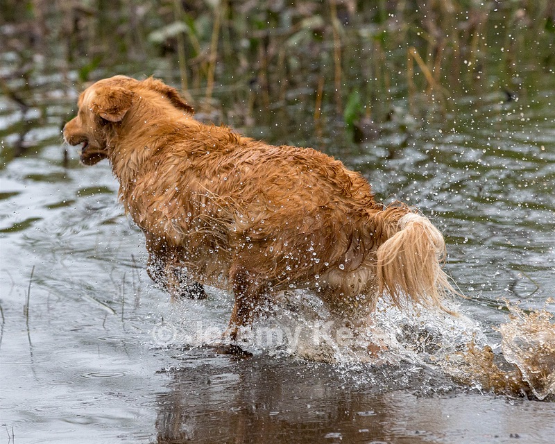 Lila