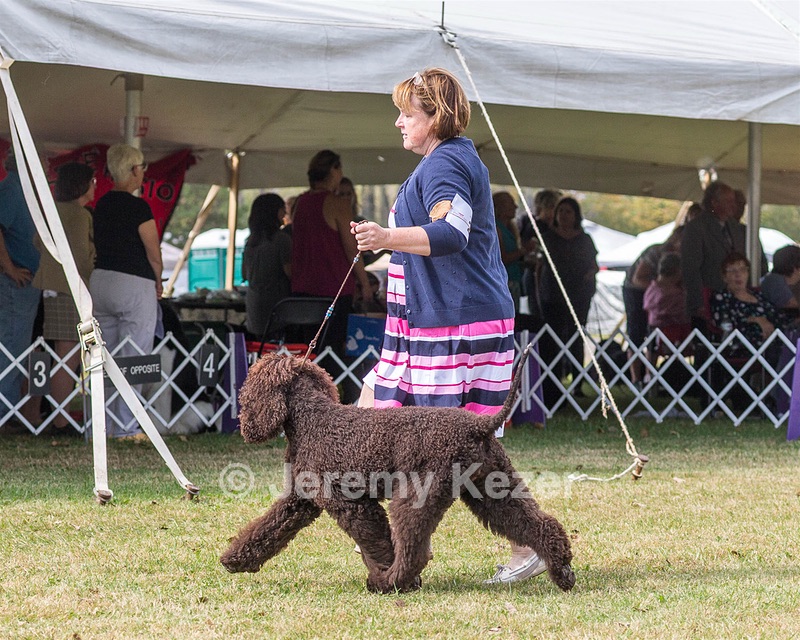 20 - GCH ALL GREEN WI'ENVY V ALPHA NORDIC DS CD RE