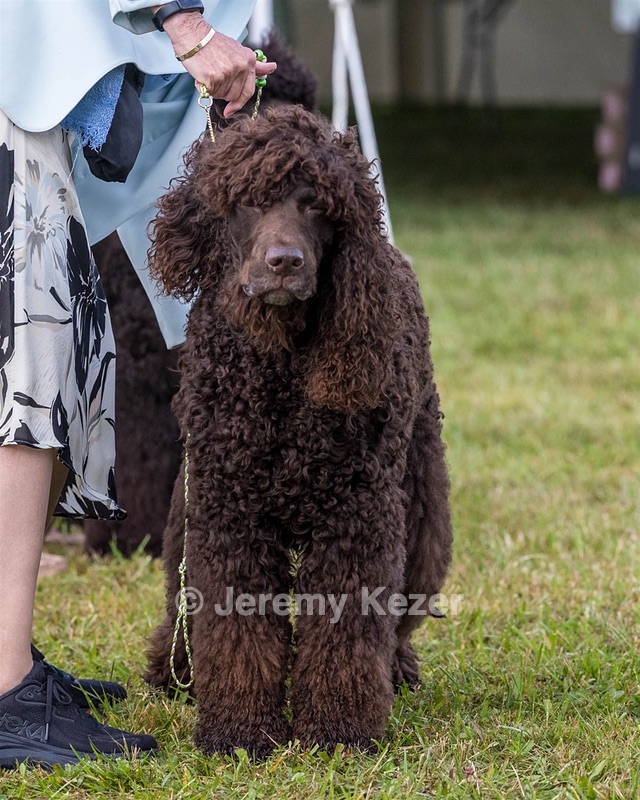 07 - GCH CH CASTLEHILL'S RAMBLIN' RAFAEL O'CRISPIN BN (Rafi)